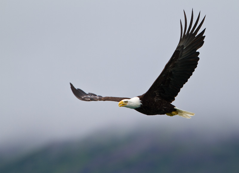 Bald Eagle In Flight